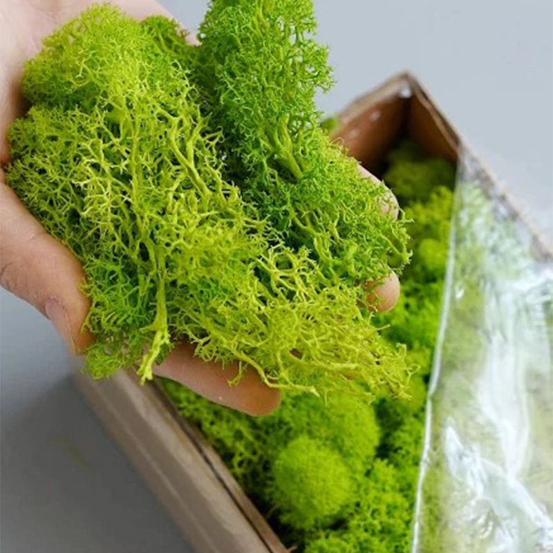 100/200/500g Eternal Life Moss - Sphagnum Moss Dry recension och pris