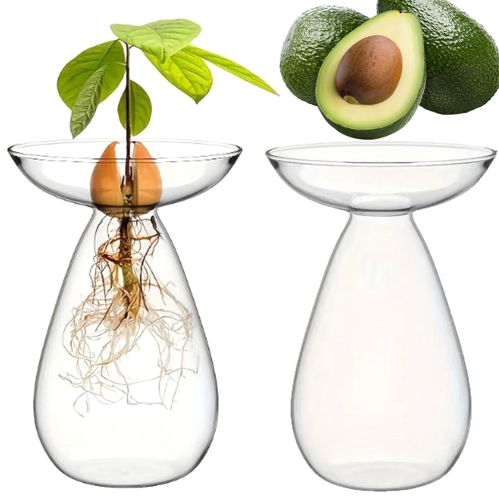 Avocado Seed Starter Hydroponi - Propagation Station Vase recension och pris