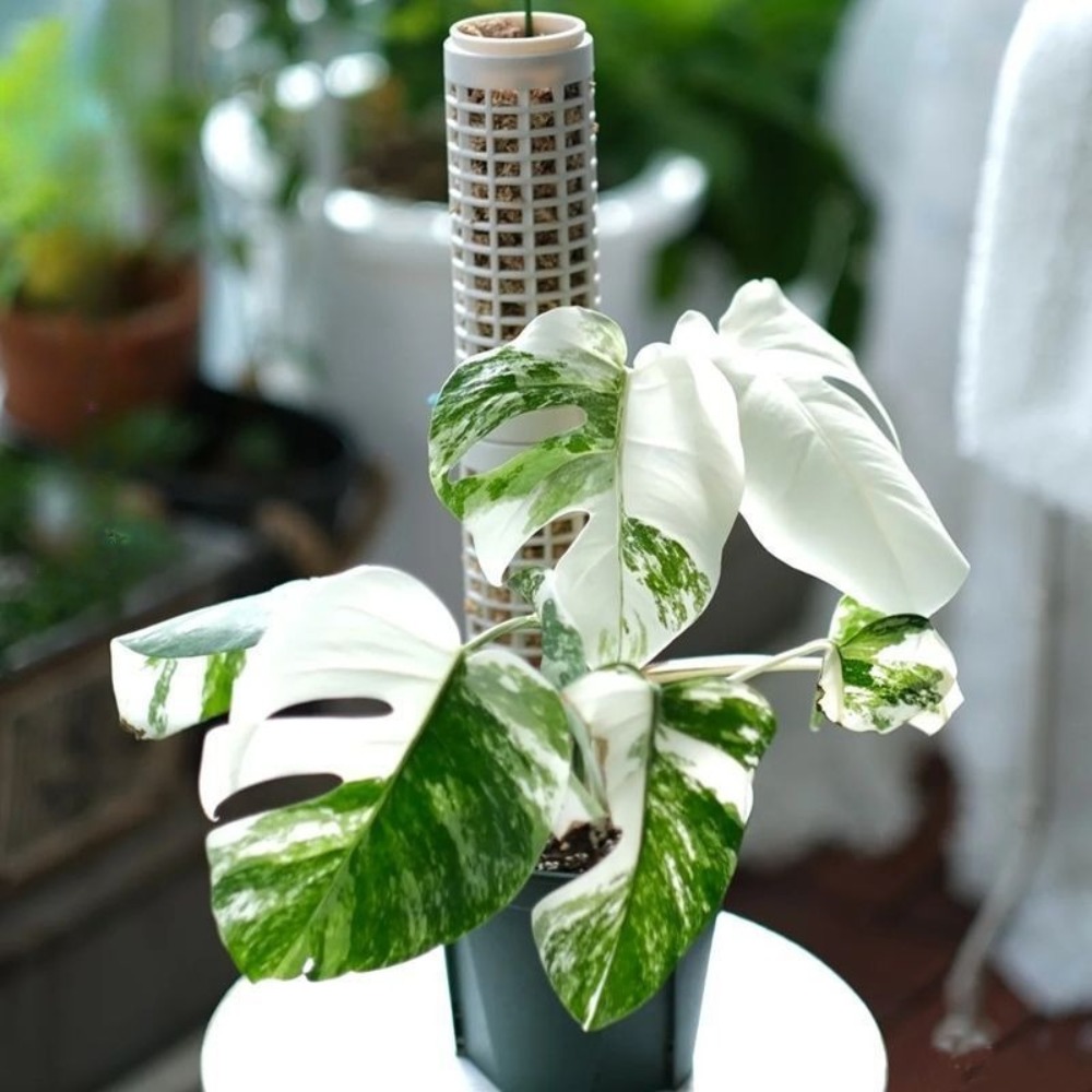 6-Pack Stackable Plant Moss Po - Sphagnum Moss Dry recension och pris